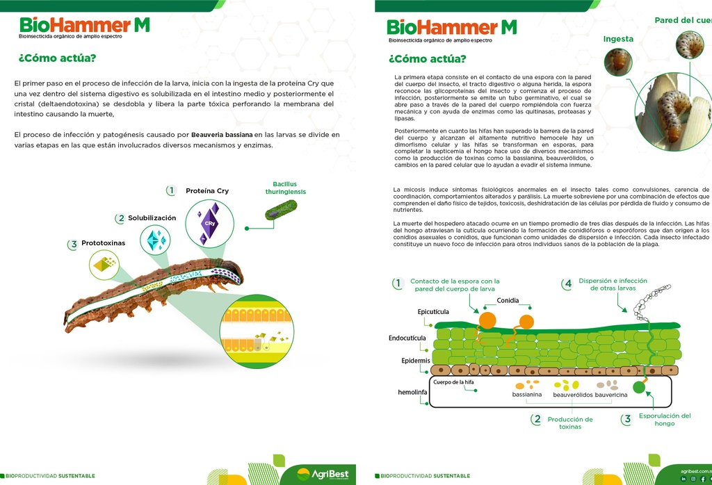 BIOHAMMER M - BOTELLA 1L