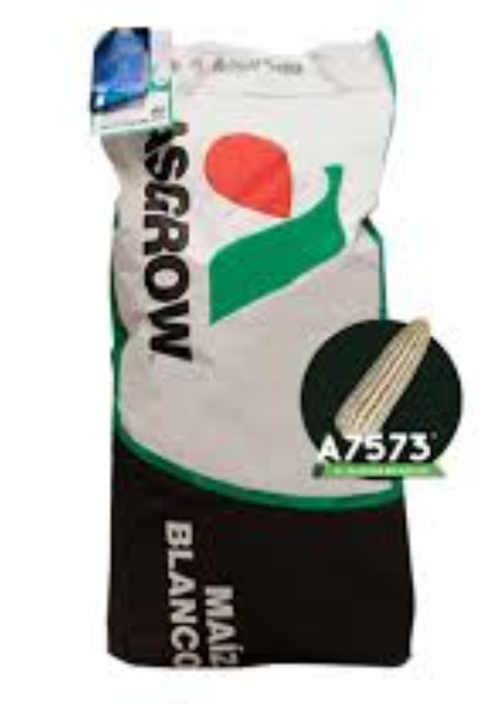 MAIZ ELOTERO 7573 50M C/ACCELERON