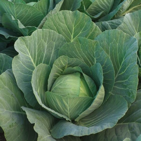 SEMILLAS DE REPOLLO HIB ESCAZÚ - 100,000 SEMILLAS