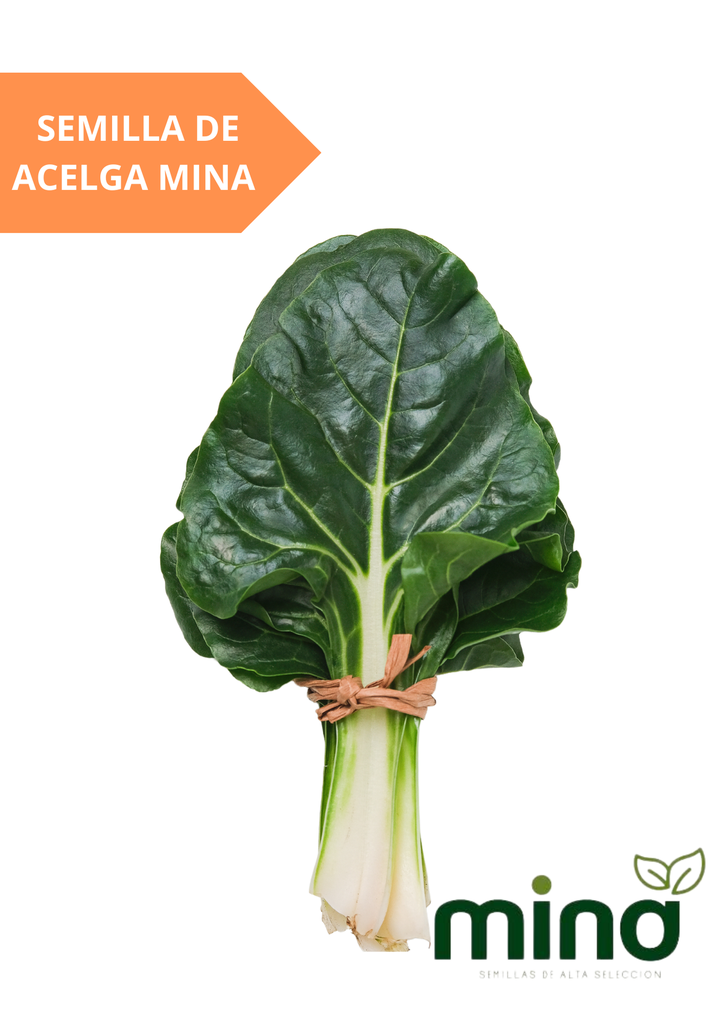 SEMILLAS DE ACELGA - SOBRE MINA