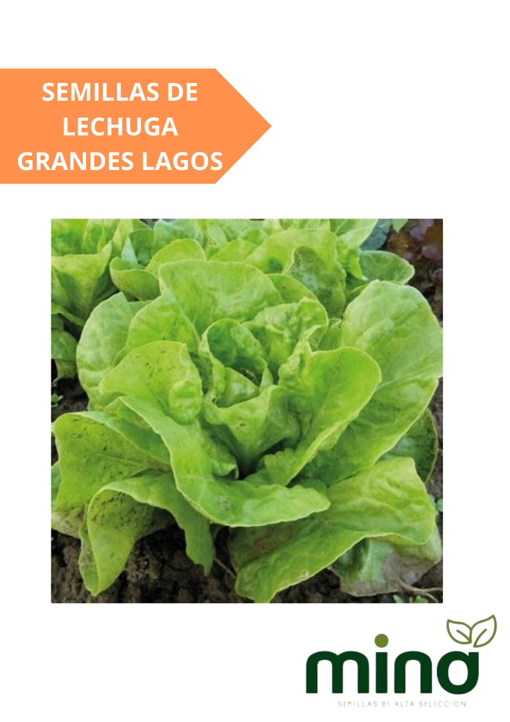SEMILLAS DE LECHUGA GRANDES LAGOS - SOBRE MINA