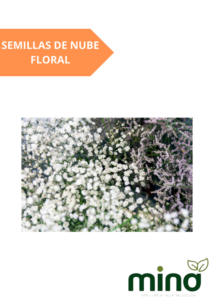 SEMILLAS DE NUBE FLORAL - SOBRE MINA