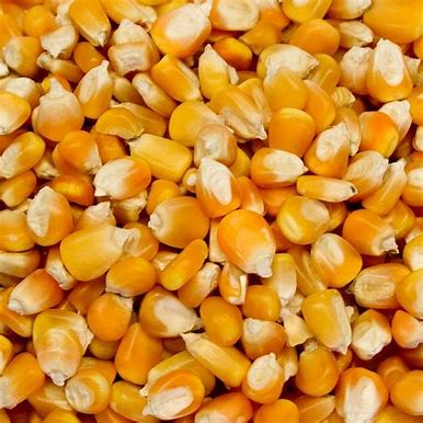 MAIZ AMARILLO SANTA ELENA - SACO 20 KG