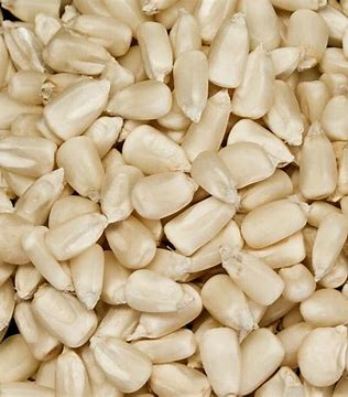 MAIZ BLANCO SAN MATEO - SACO 20 KG