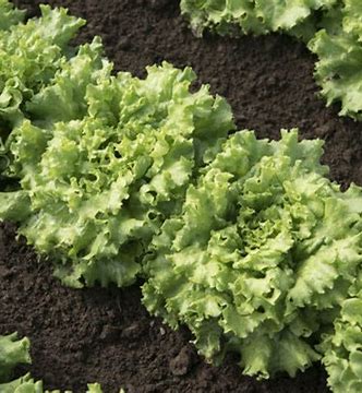 LECHUGA ABDULION PELLET 100,000- 35.254 GR