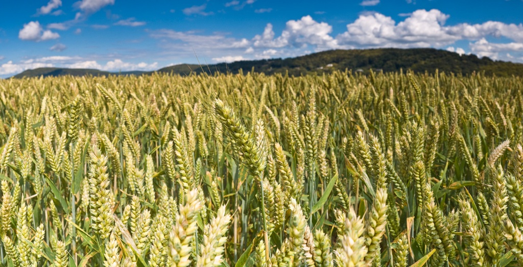 AVENA CANADIENSE - SACO 40 KG