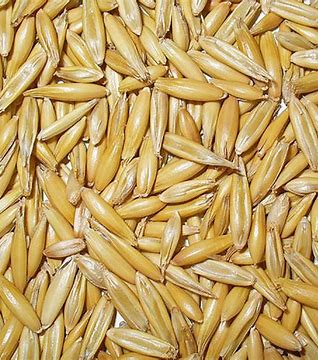 AVENA CHIHUAHUA CERTIFICADA - GRANEL