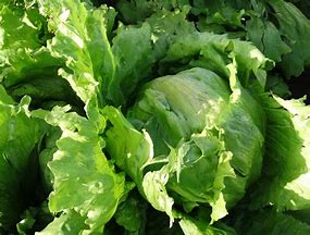 LECHUGA PEDROLA 100MS