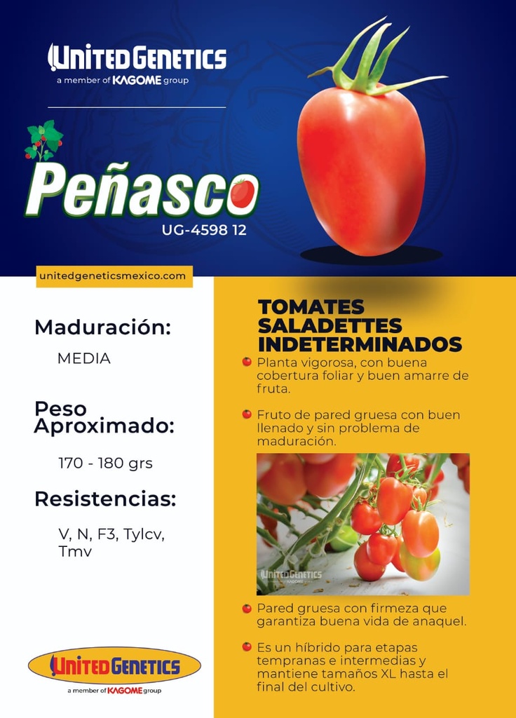 SEMILLA JITOMATE PEÑASCO 1MS (KING)