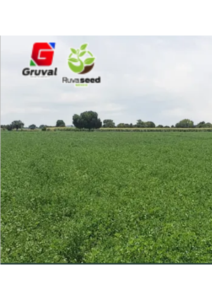 SEMILLAS DE ALFALFA SAN MIGUELITO PELLETIZADA - GRANEL