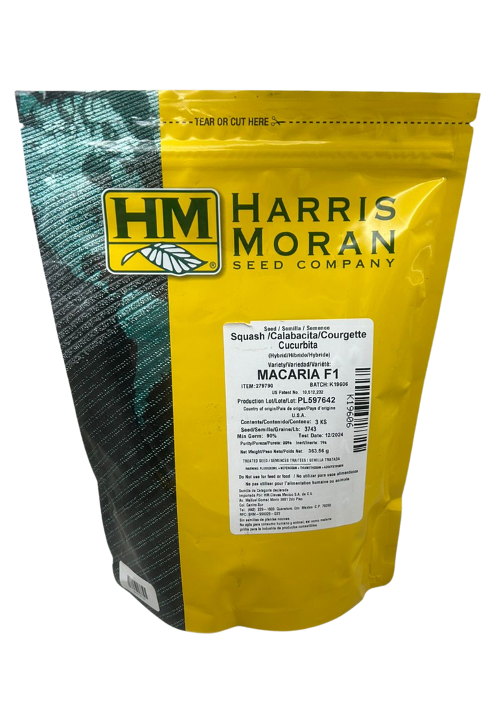 CALABAZA HIB MACARIA - 3 MS