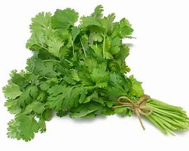 CILANTRO MARRUECO - GRANEL