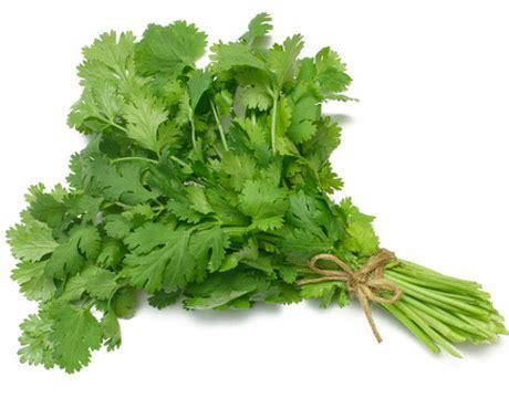 SEMILLAS DE CILANTRO MARRUECOS ENTERO - 10KG