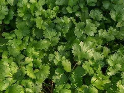 SEMILLAS DE CILANTRO PAKISTAN MITADES - GRANEL