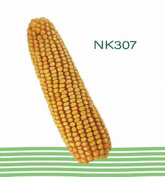 MAIZ NK307 60MS FDUO