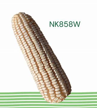 MAIZ NK858W 60MS FDUO