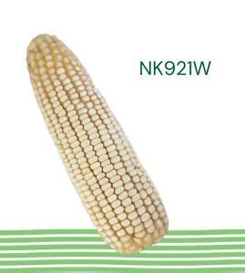 MAIZ NK921W 60MS FDUO