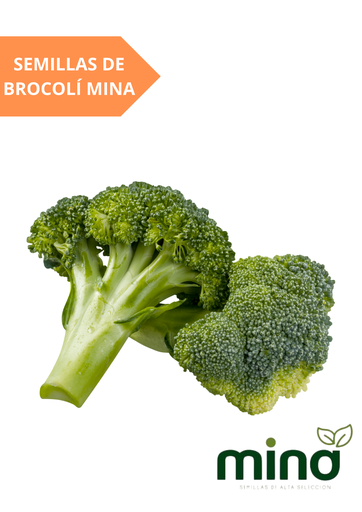 [MINA-5] SEMILLAS DE BROCOLI - PIEZA
