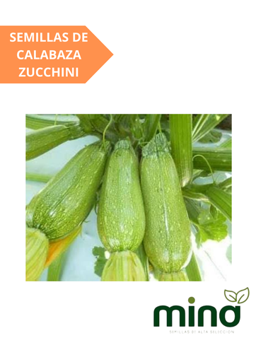[MINA-10] SEMILLAS DE CALABAZA ZUCCHINI - SOBRE MINA
