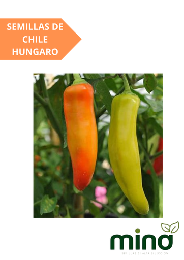 [MINA-20] SEMILLAS DE CHILE HUNGARO - SOBRE MINA