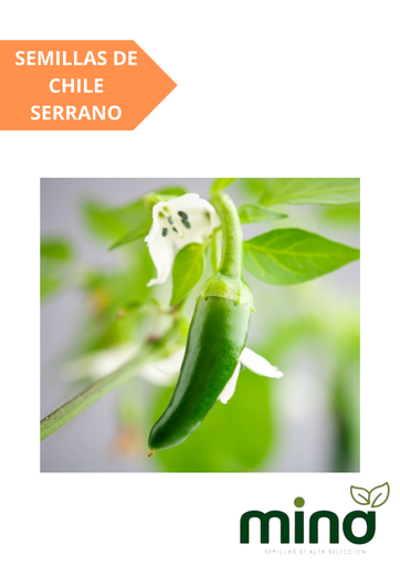 [MINA-26] SEMILLAS DE CHILE SERRANO - SOBRE MINA