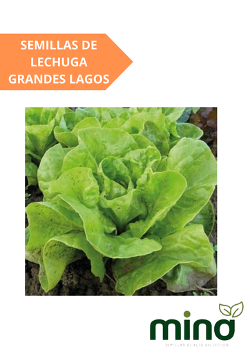 [MINA-34] SEMILLAS DE LECHUGA GRANDES LAGOS - SOBRE MINA