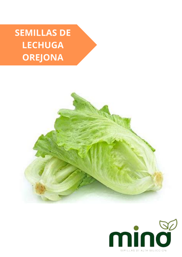 [MINA-35] SEMILLAS DE LECHUGA OREJONA - SOBRE MINA