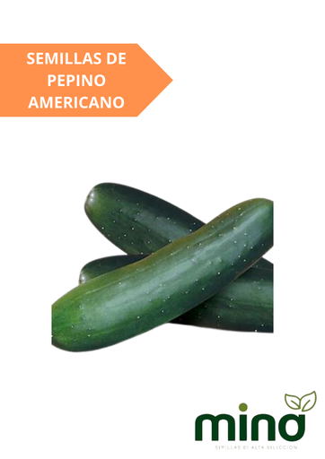 [MINA-39] SEMILLAS DE PEPINO AMERICANO - PIEZA