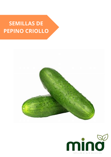 [MINA-41] SEMILLAS DE PEPINO CRIOLLO - SOBRE MINA
