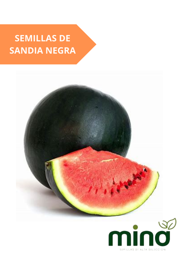 [MINA-47] SEMILLAS DE SANDIA NEGRA - SOBRE MINA