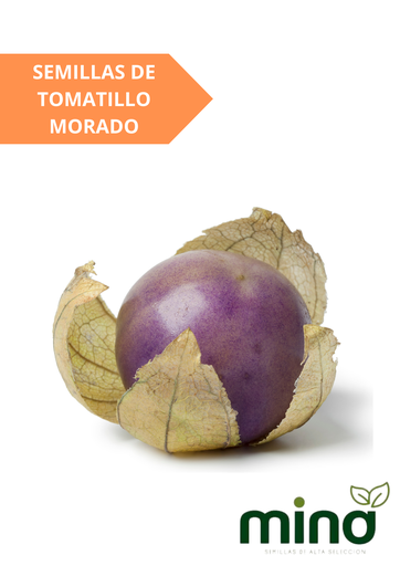 [MINA-53] SEMILLAS DE TOMATILLO MORADO - SOBRE MINA