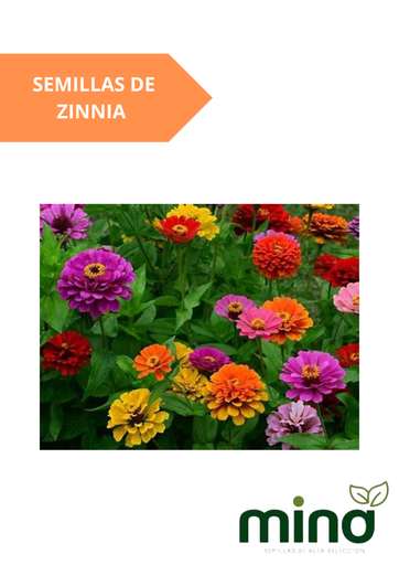 [MINA-70] SEMILLAS DE ZINNIA (FLORAL) - SOBRE MINA