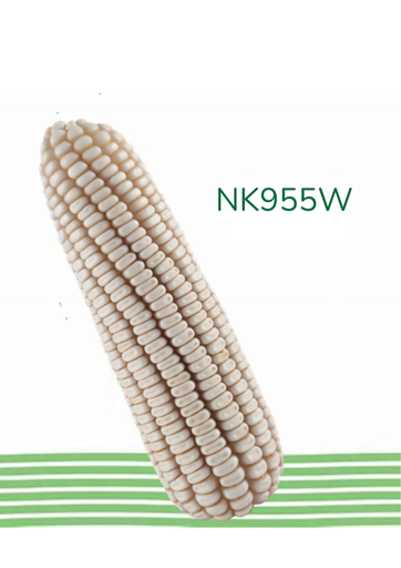 MAIZ NK955W 60MS FDUO