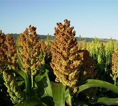 SORGO SAN JERONIMO - SACO 20 KG