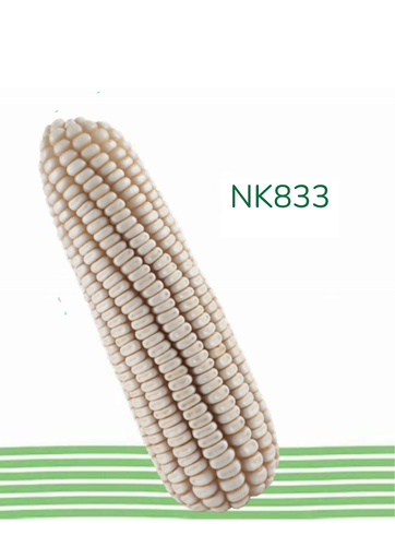 MAIZ NK833 60MS FDUO