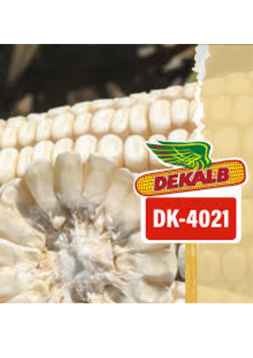 MAIZ DK-4021 60MS C/ACCELERON