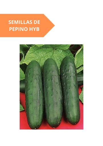 SEMILLAS DE PEPINO HYB ANACONDA WS-7840 (AMERICANO) - SOBRE 1 MS