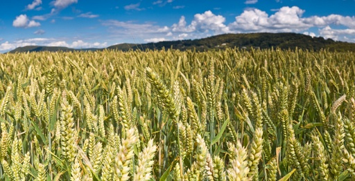 AVENA CANADIENSE - SACO 40 KG