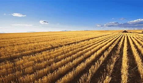 AVENA CANADIENSE - GRANEL