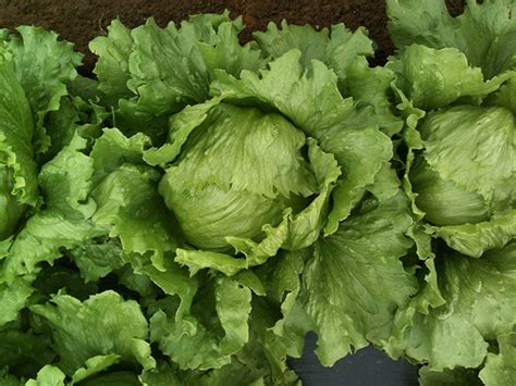 LECHUGA PEDROLA 20MS