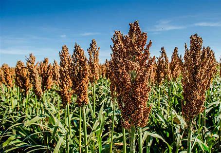 SORGO XM217 TECHAG -  GRANEL
