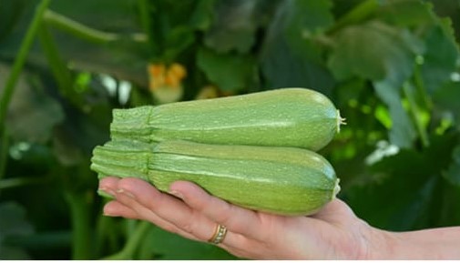 CALABAZA HIB MACARIA - 3 MS