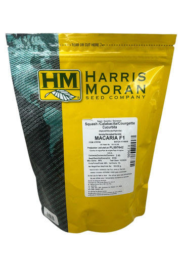 CALABAZA HIB MACARIA - 3 MS