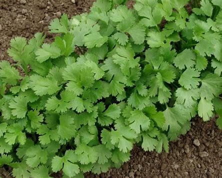 CILANTRO PAKISTAN ENTERO - GRANEL